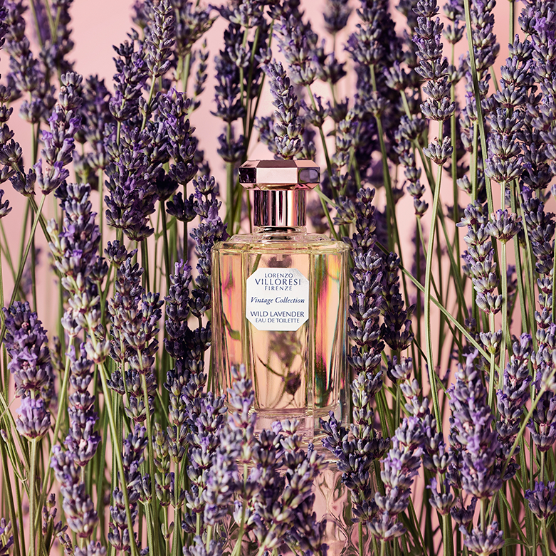 Wild Lavender